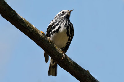 Black-and-white Warbler