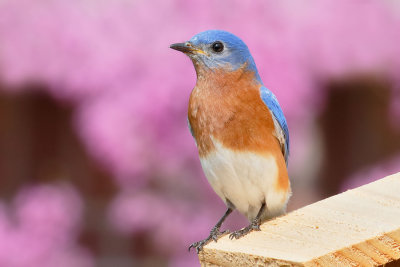 Eastern Bluebird