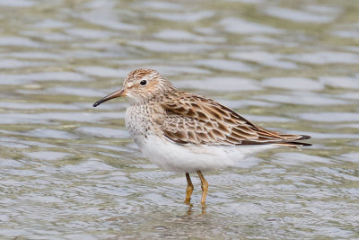 Pectoral Sandpiper