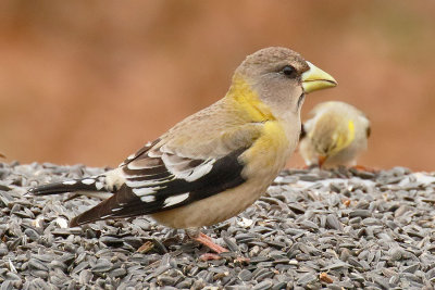 Evening Grosbeak