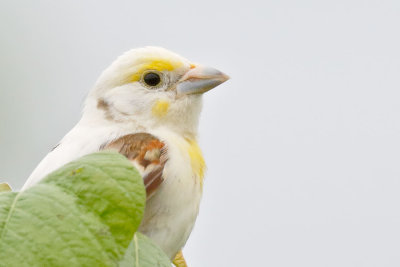 Hybrids, Leucistic & Albinistic Birds