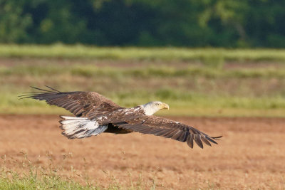 Bald Eagle