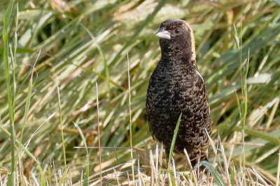 Bobolink