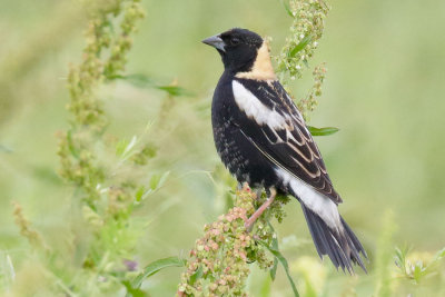 Bobolink