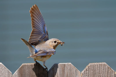 Eastern Bluebird