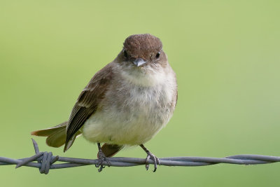 Eastern Phoebe