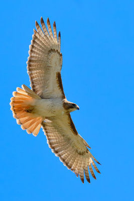 Red-tailed Hawk