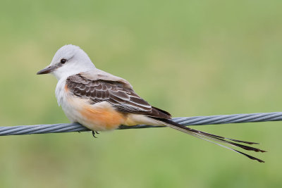 Scissor-tailed Flycatcher