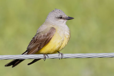 Western Kingbird