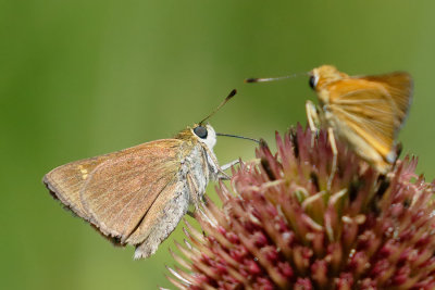 Crossline Skipper