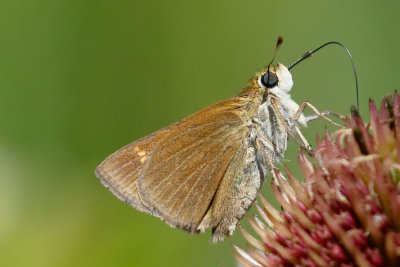 Crossline Skipper