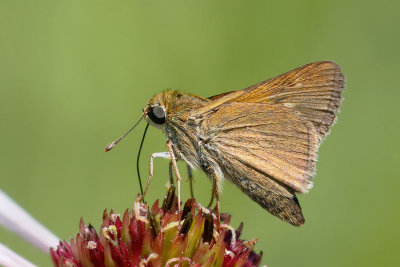 Crossline Skipper