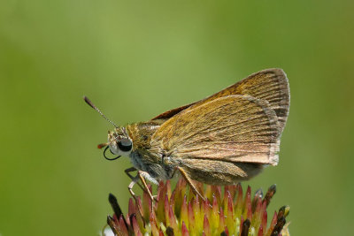 Crossline Skipper