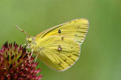 Clouded Sulphur