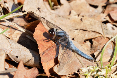 Blue Corporal