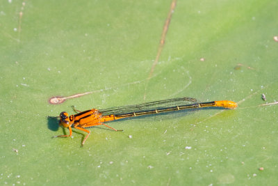 Lillypad Forktail