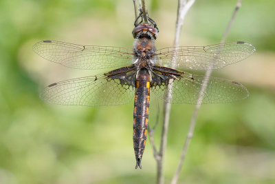 Mantled Baskettail