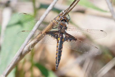 Mantled Baskettail