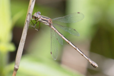 Southern Spreadwing