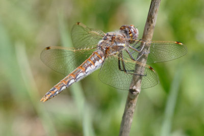 Variegated Meadowhawk