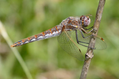 Variegated Meadowhawk