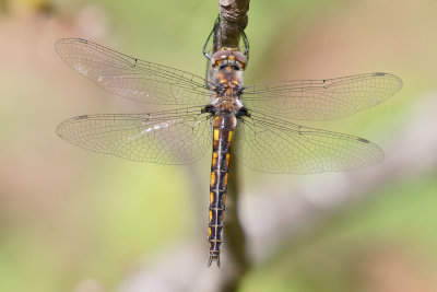 Common Baskettail