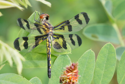 Banded Pennant