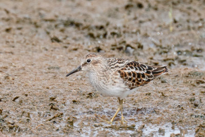 Least Sandpiper