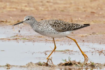 Lesser Yellowlegs