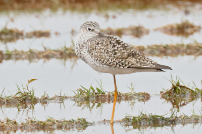 Lesser Yellowlegs