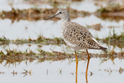 Lesser Yellowlegs