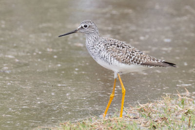 Lesser Yellowlegs