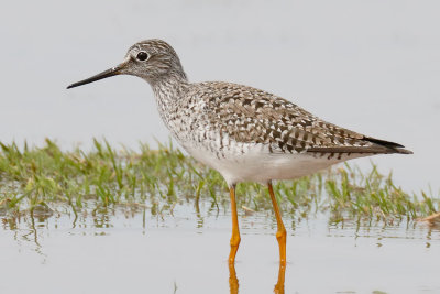 Lesser Yellowlegs