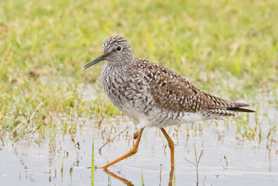 Lesser Yellowlegs