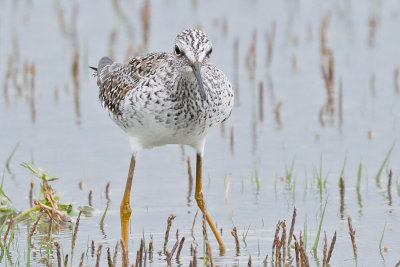 Lesser Yellowlegs