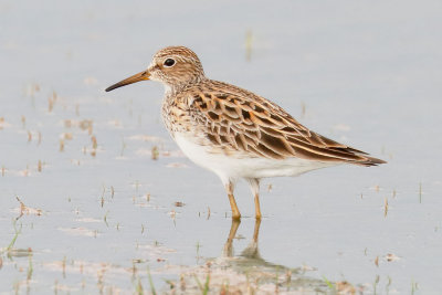 Pectoral Sandpiper