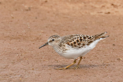 Least Sandpiper