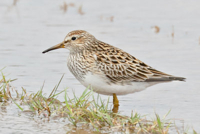Pectoral Sandpiper