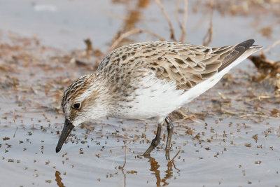 Semipalmated Sandpiper