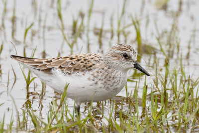 Semipalmated Sandpiper