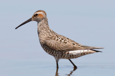 Stilt Sandpiper