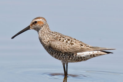 Stilt Sandpiper
