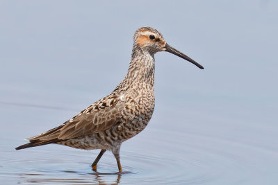 Stilt Sandpiper