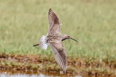 Stilt Sandpiper