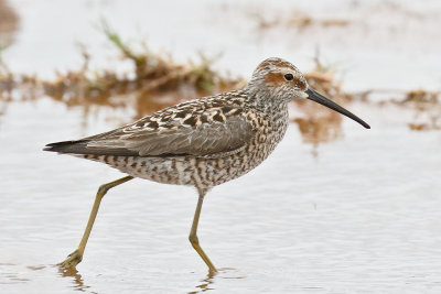 Stilt Sandpiper