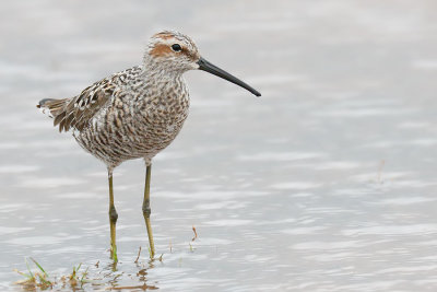 Stilt Sandpiper
