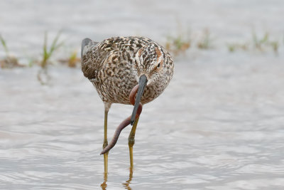 Stilt Sandpiper