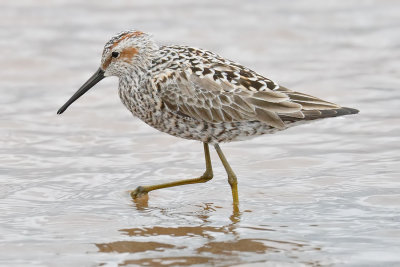 Stilt Sandpiper