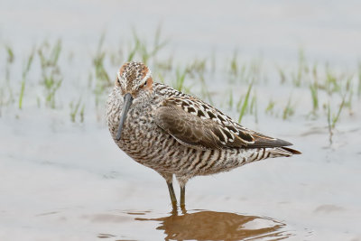 Stilt Sandpiper