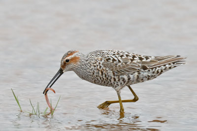 Stilt Sandpiper